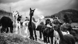 Lama