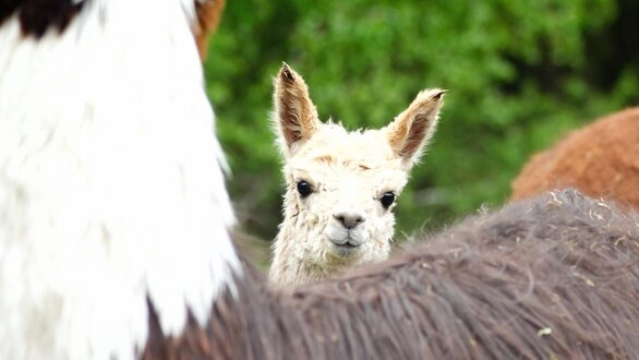 Alpaca | © alpkahofserfaus.com