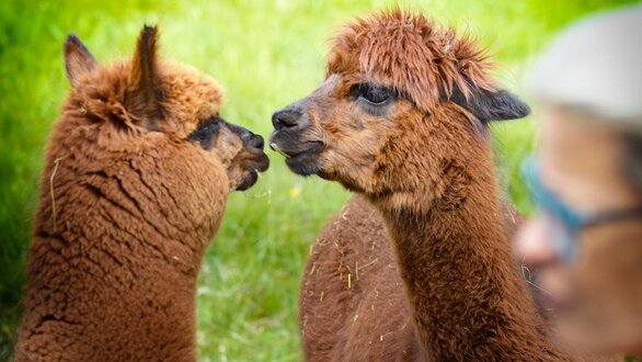 Alpaca walking | © alpkahofserfaus.com