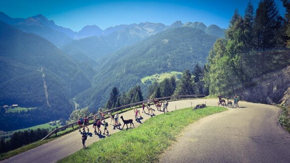 Alpaca hiking tour | © alpkahofserfaus.com