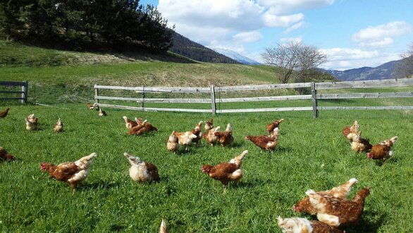 Chicken farm