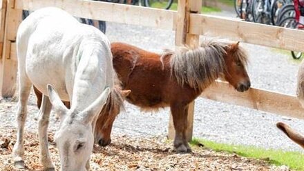 Horses