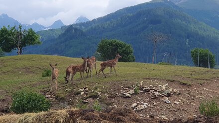 Wildlife enclosure Ladis