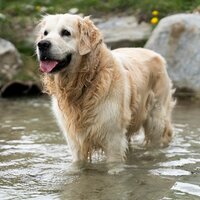Urlaub mit Hunden (c) Serfaus-Fiss-Ladis Marketing